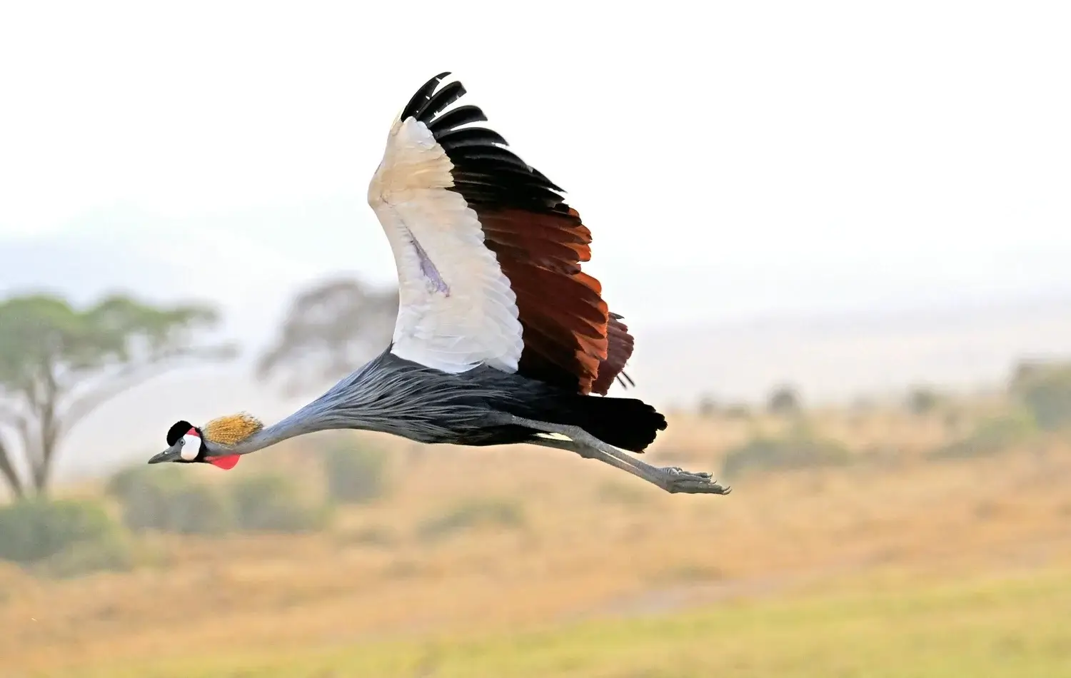 3 Days Best Tanzania Safari