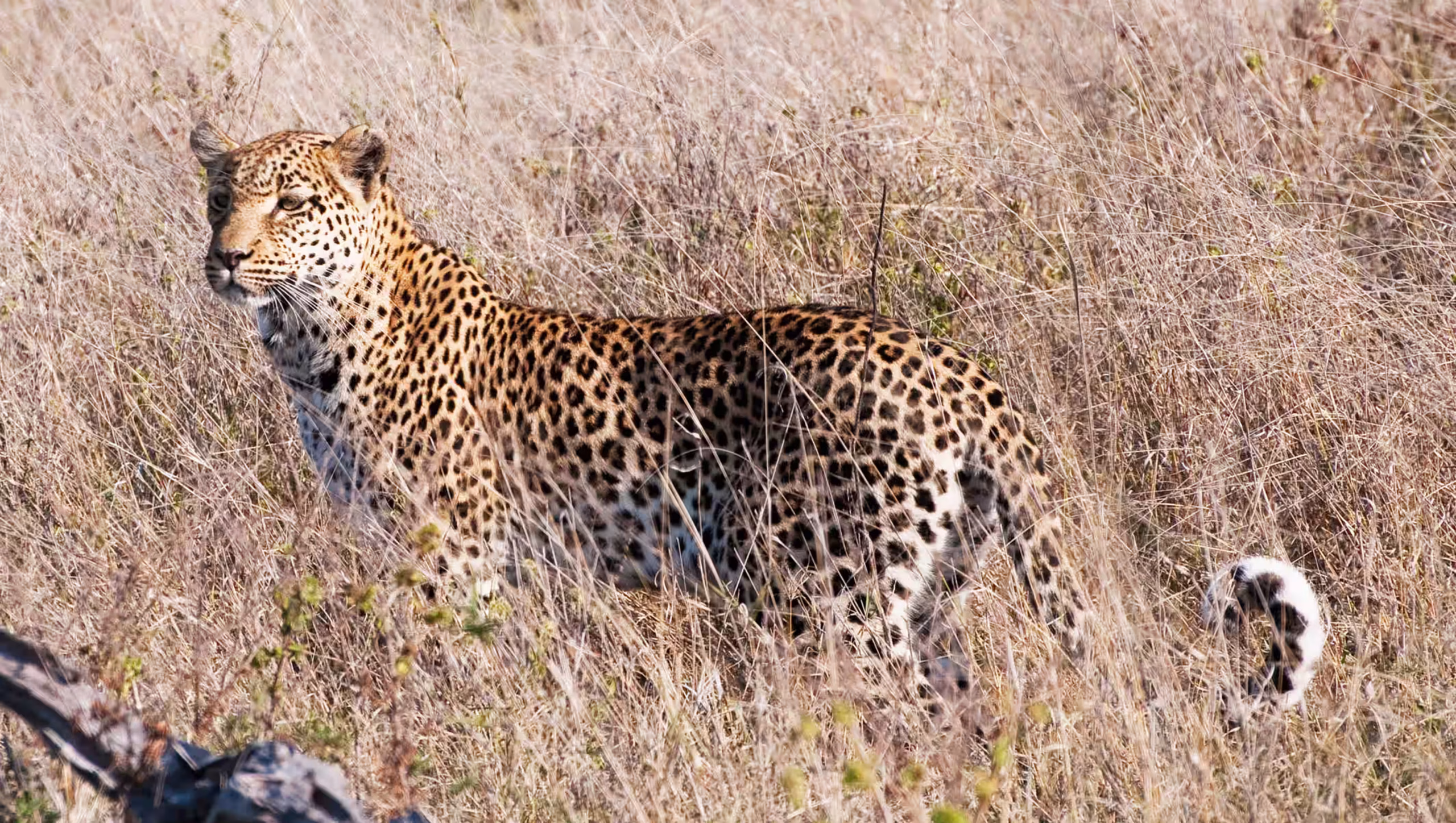 Mikumi National Park - 2400x1500