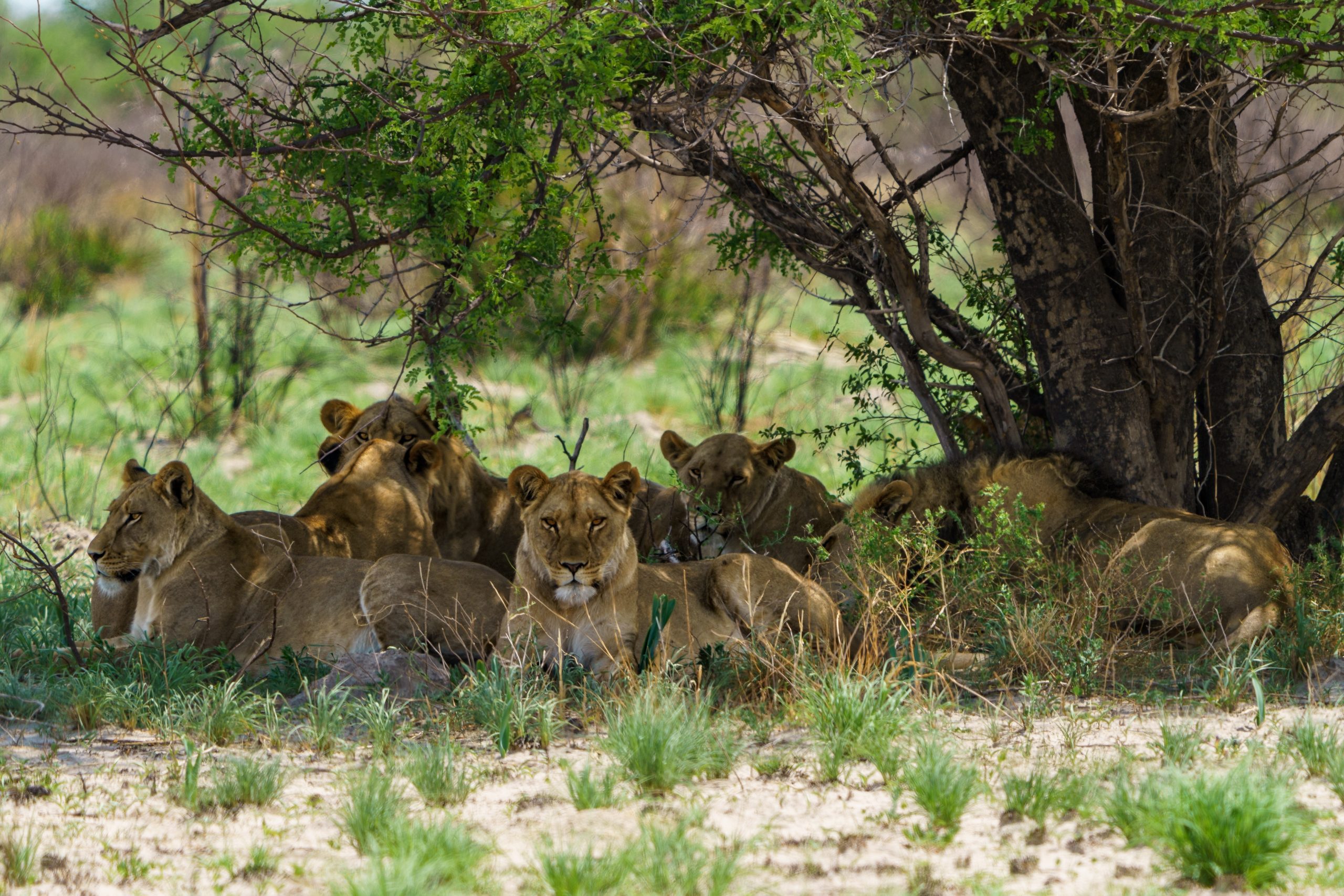 The open bush at eye level
