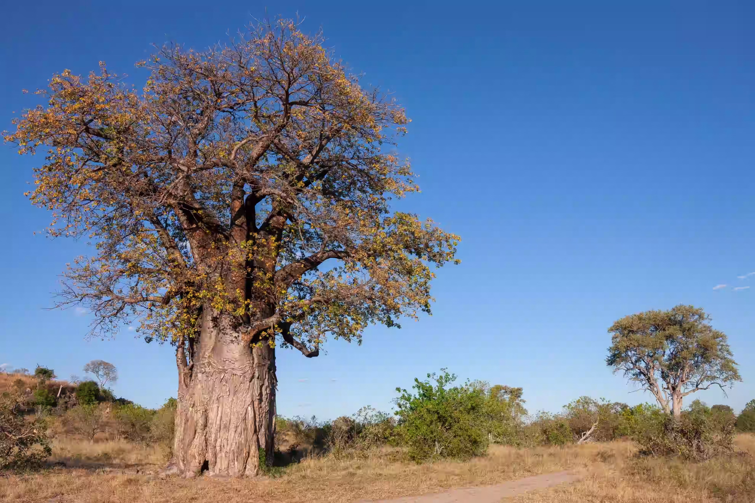 A baobab-studded hillside at sunset - Ruaha National Park