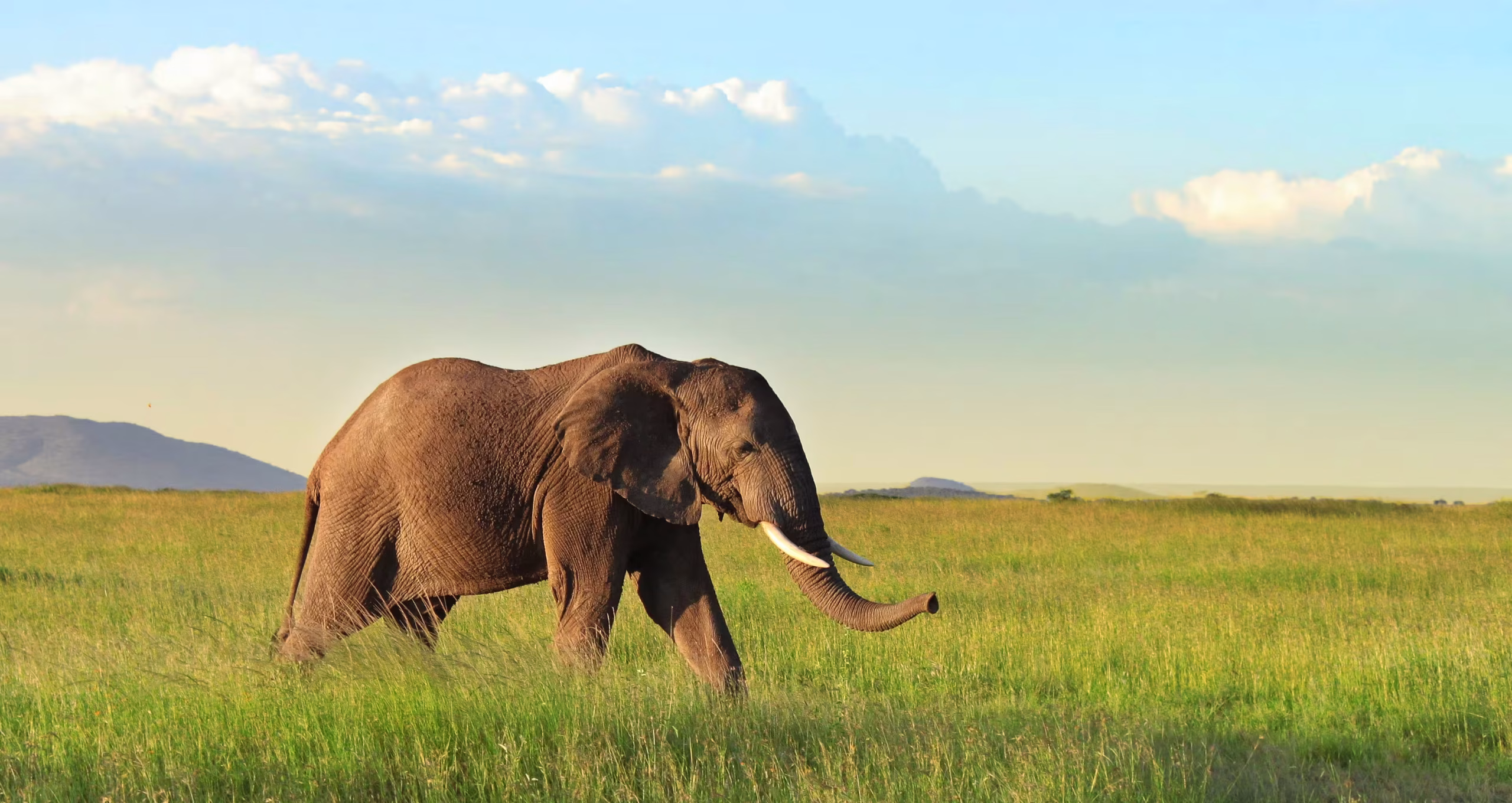 Guests and guide watching elephants at golden hour, Serengeti — 2400×1400