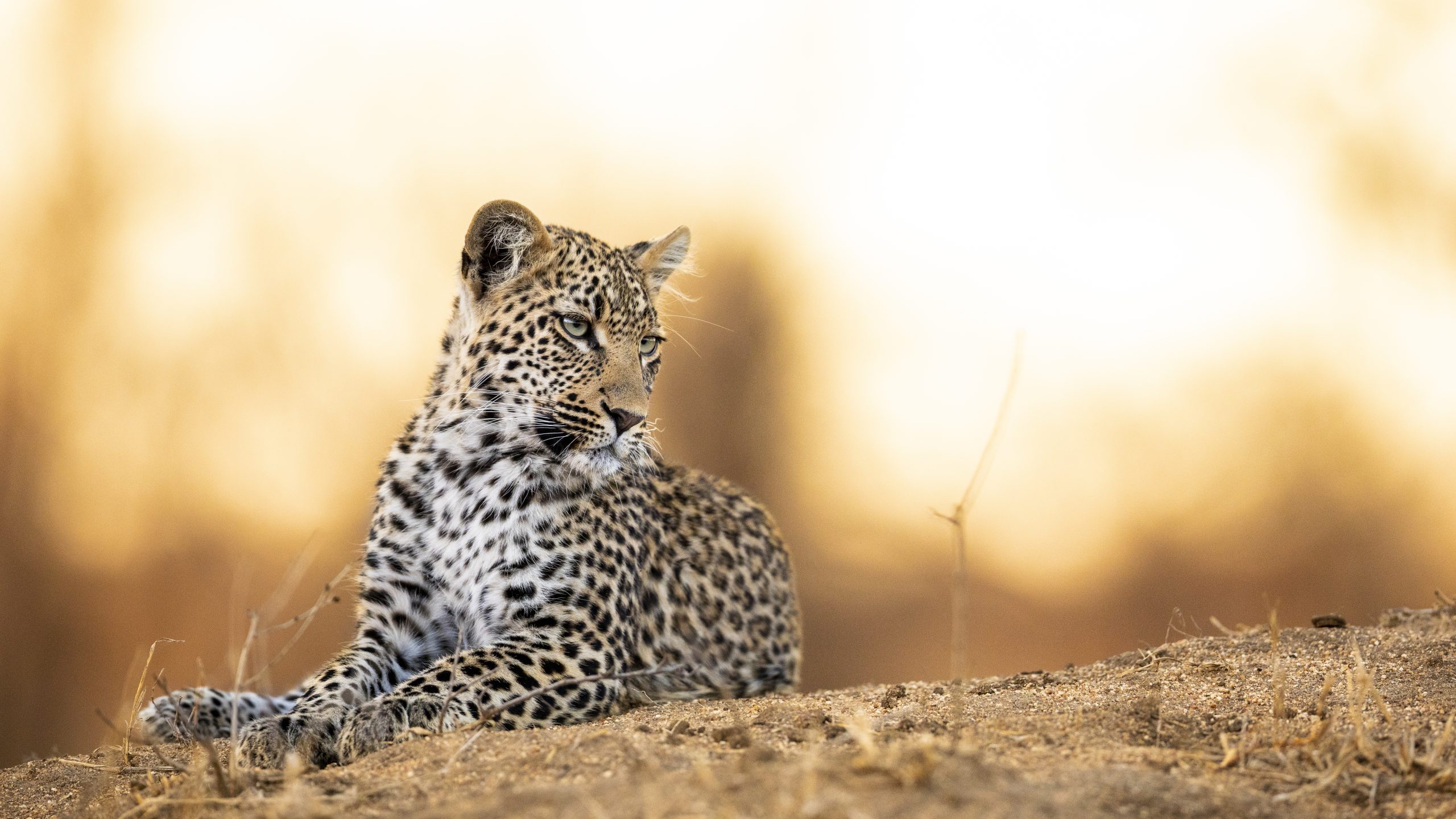 Serengeti National Park — 1000×1360