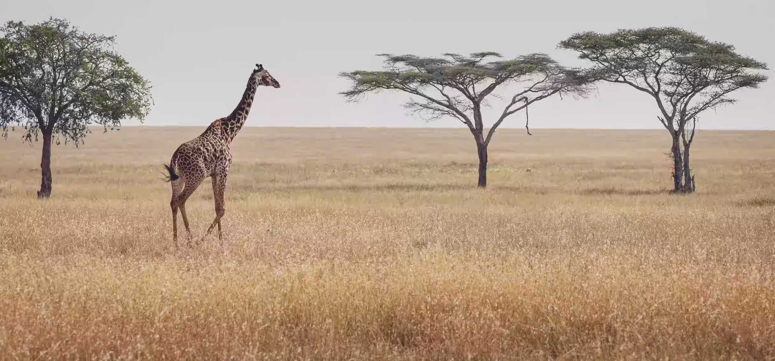 Giraffe on the open grassland - Mikumi National Park