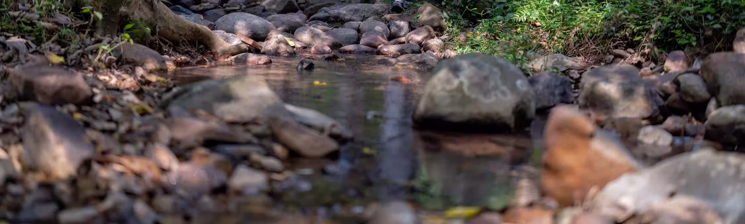 Gombe Stream — 1000×1360