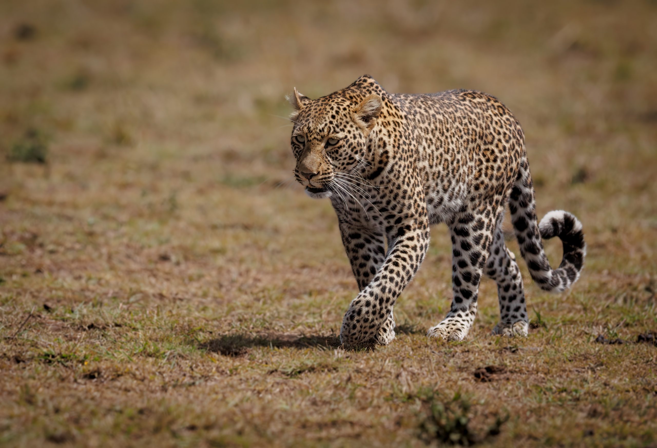 3 Days Best Tanzania Safari — 1400×960