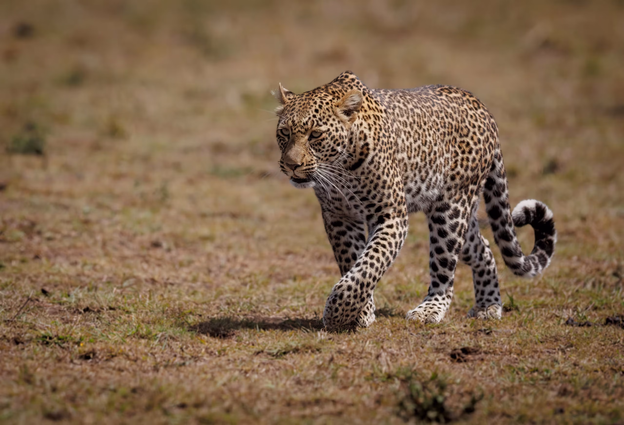 The Big Five in Tanzania - 2400x1350