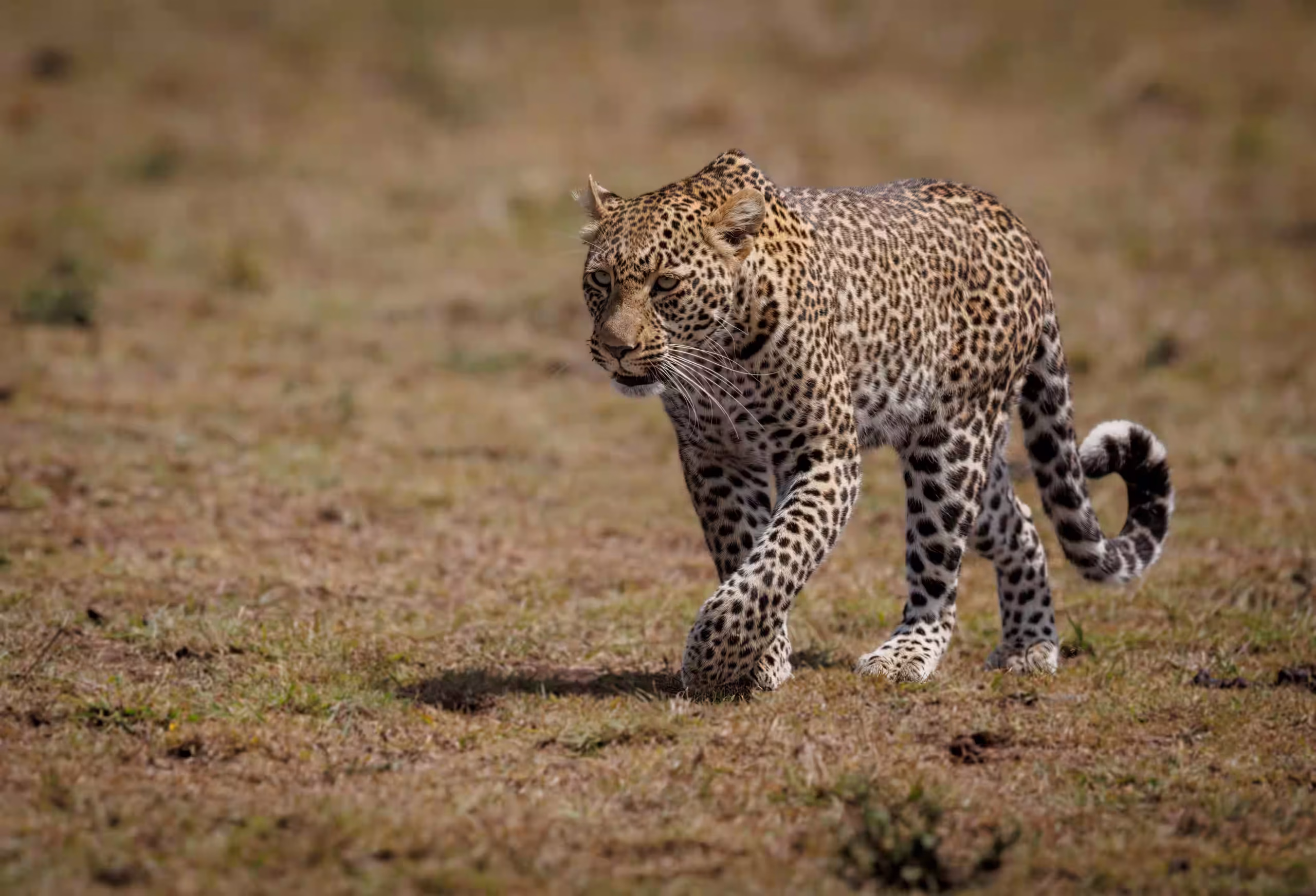 The Chada Plain - Katavi National Park - 1200x900