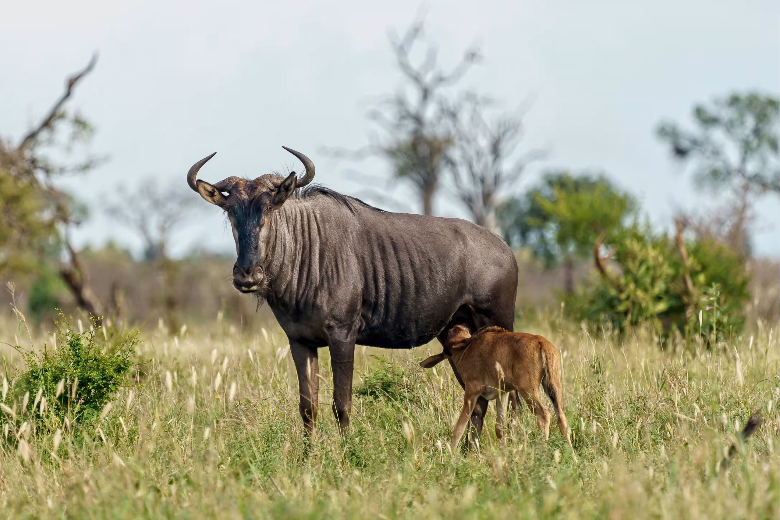 The southern Ndutu plains during calving season - 1200x900