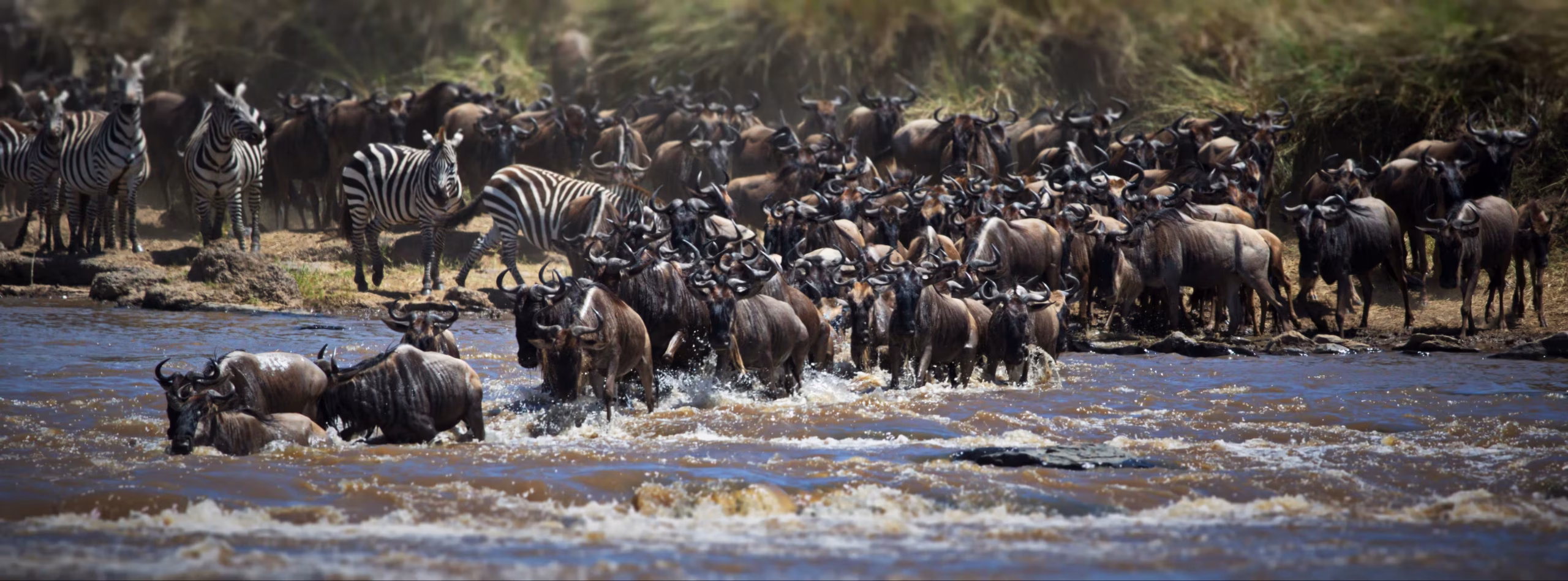 Wildebeest crossing the Mara River during the Great Migration - 2400x1500