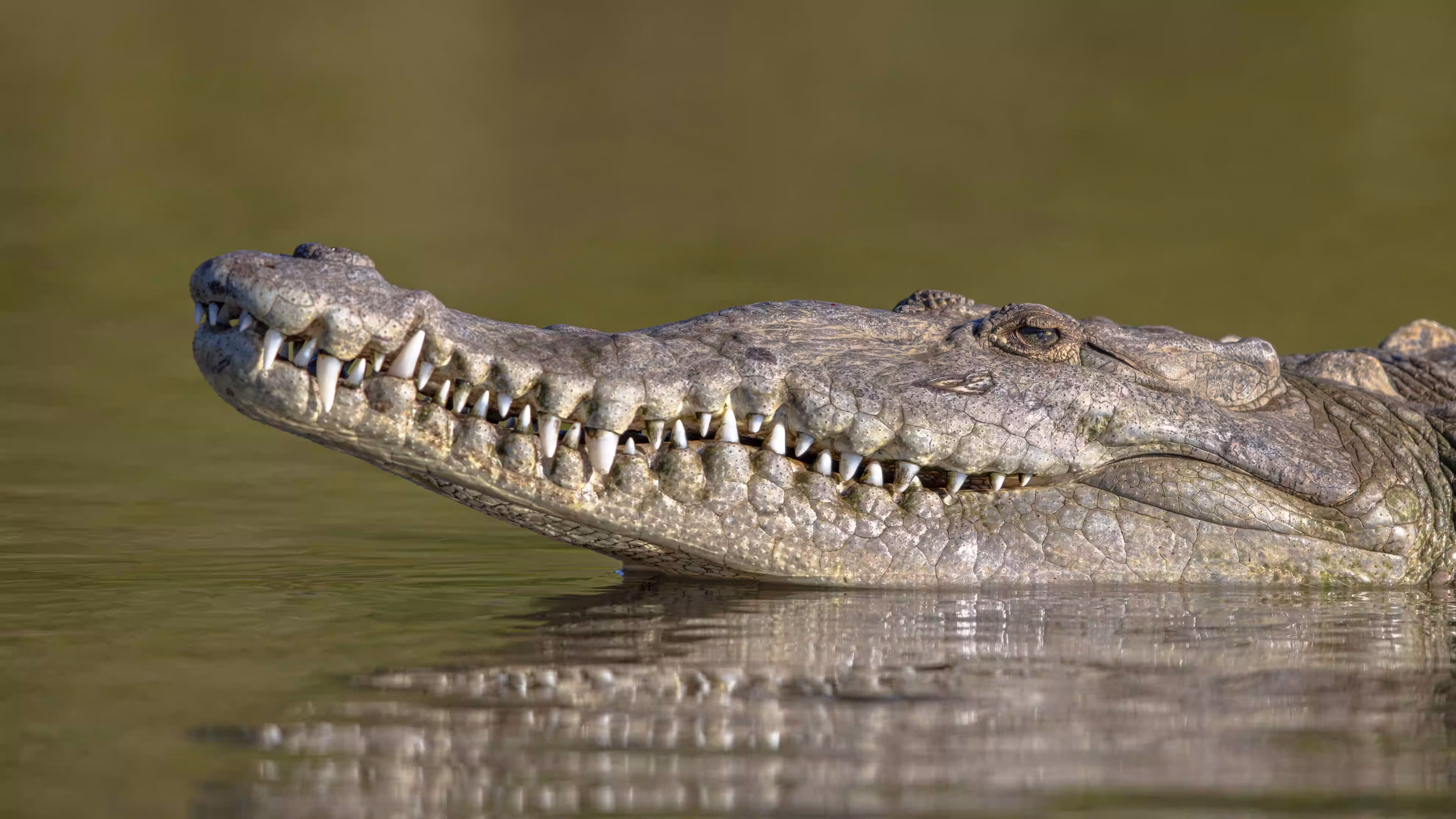 A large crocodile on a sandbank - Nyerere National Park