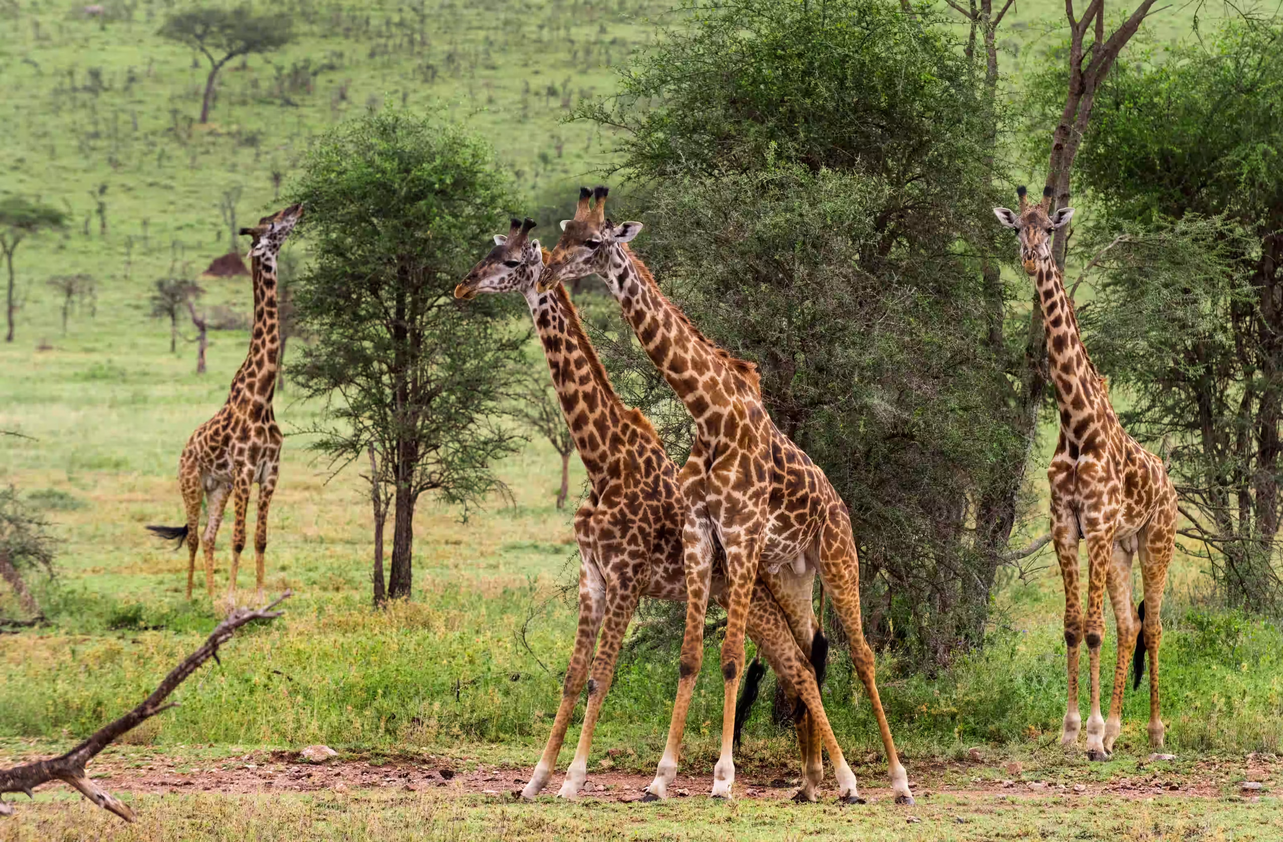 Arusha National Park - 2400x1500