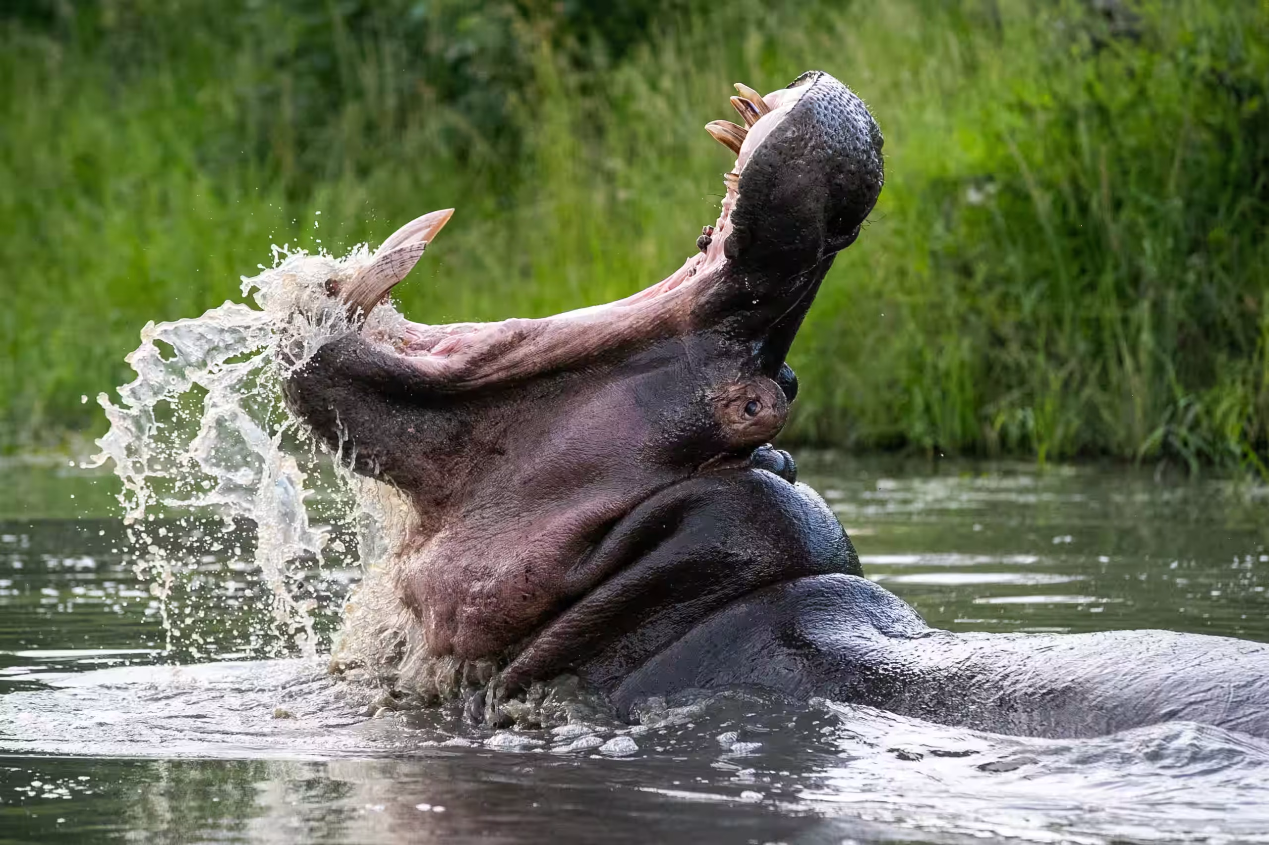 The Hippo Pools - Mikumi National Park - 1200x900
