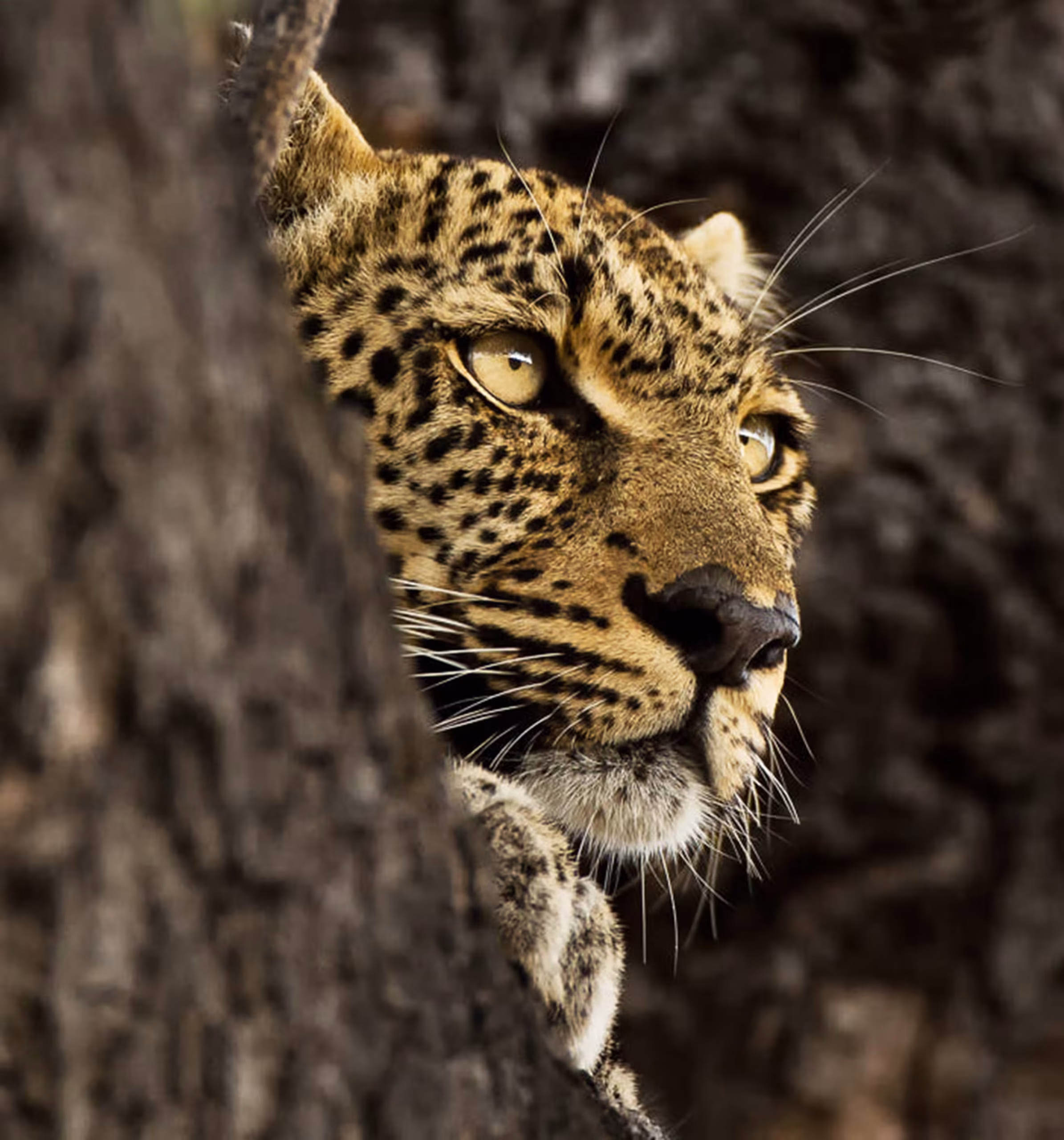 A leopard draped in a sausage tree along the Seronera River - 900x700