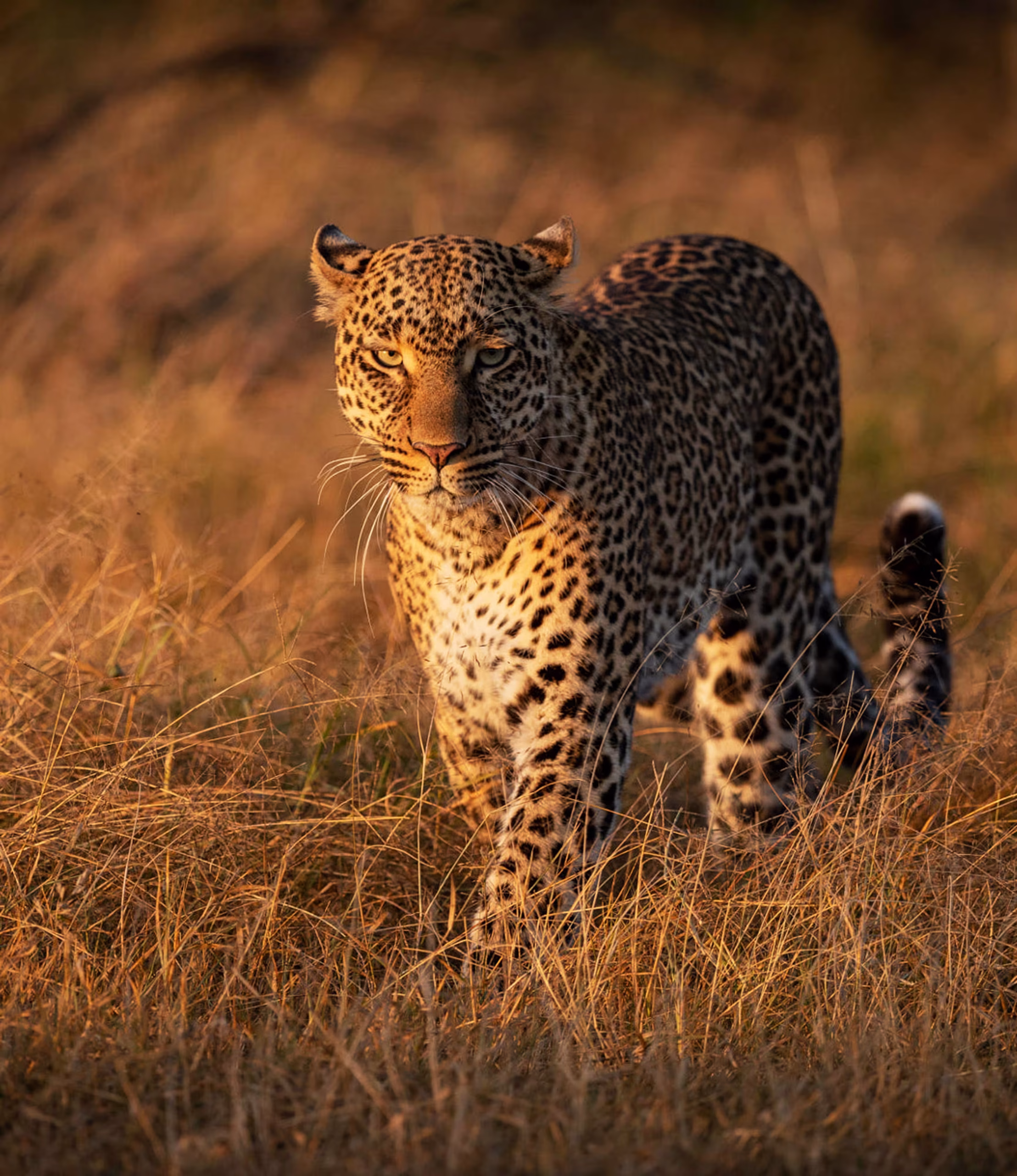 5-Day Serengeti & Ngorongoro Safari - 800x533