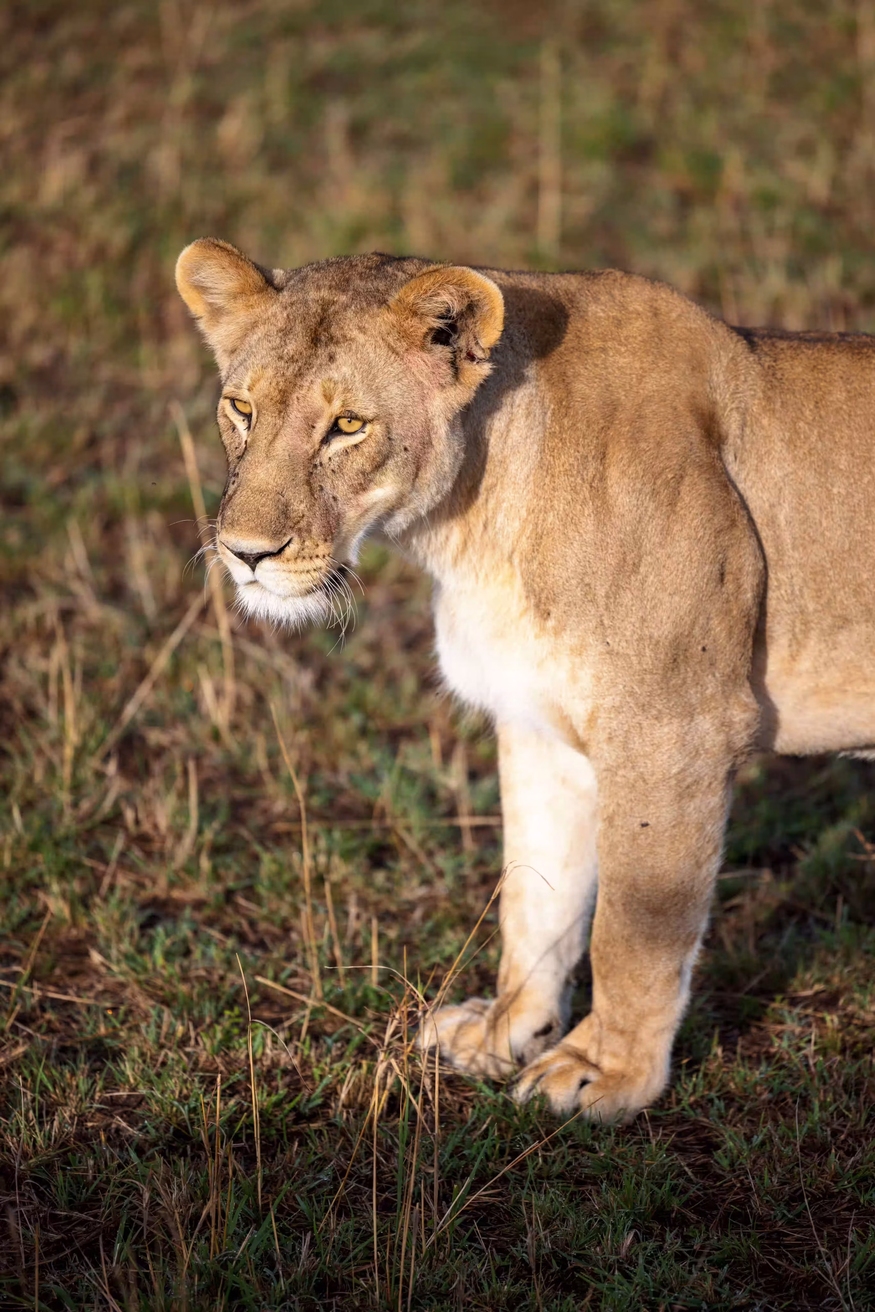Lions resting on the open floodplain - 2400x1350