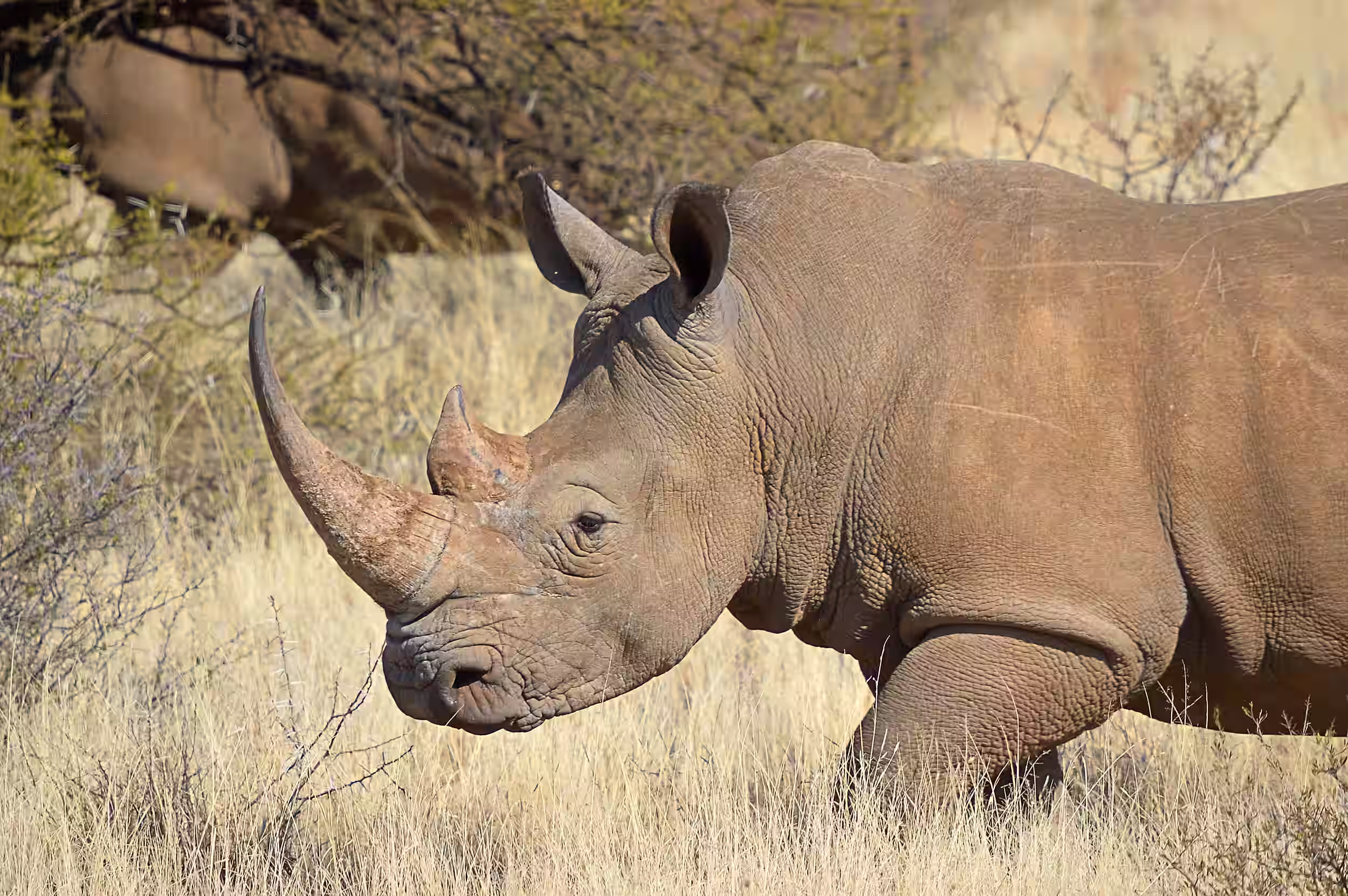 A black rhino in the Ngorongoro Crater