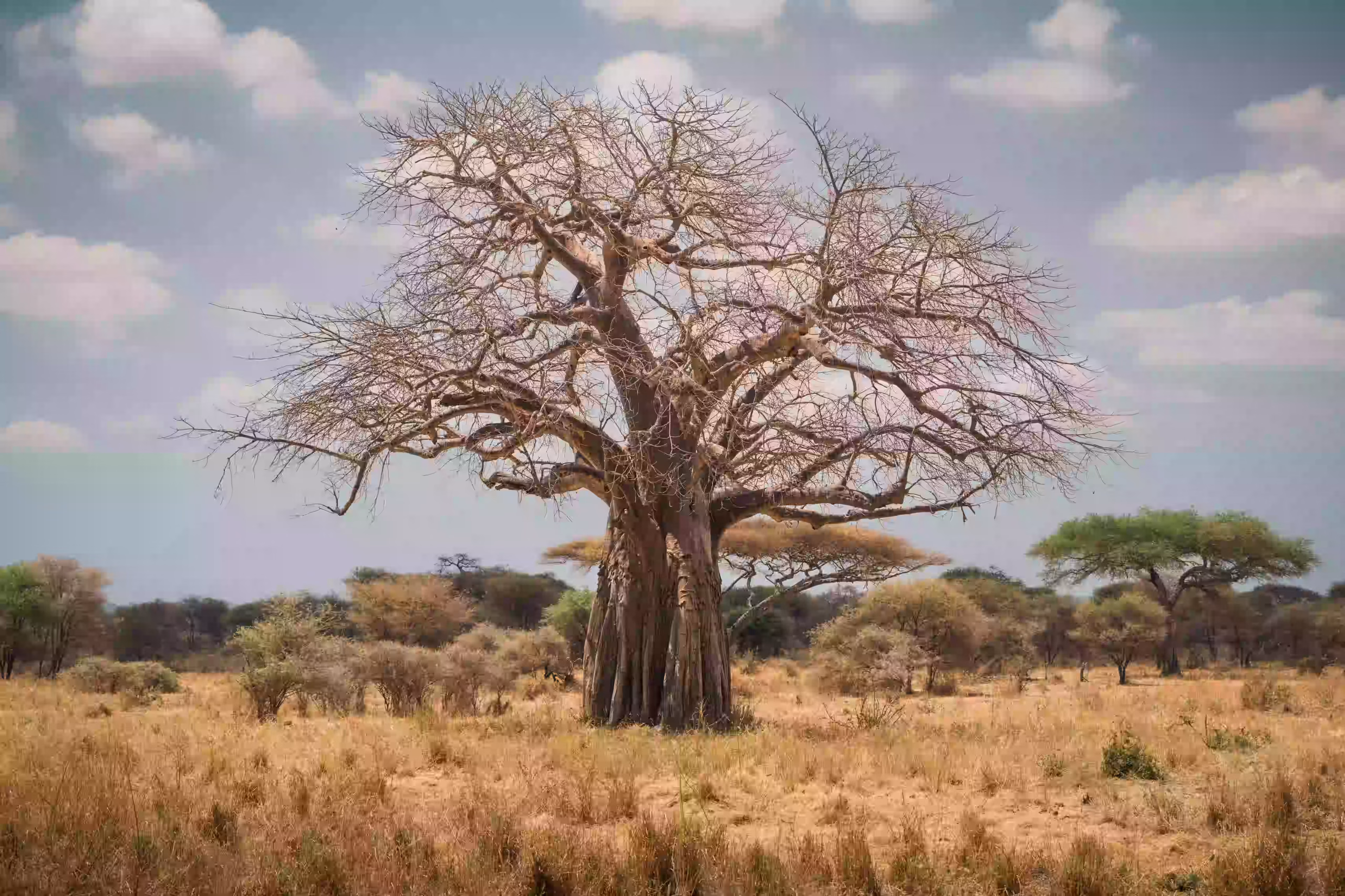 An ancient baobab tree at sunset - Tarangire National Park