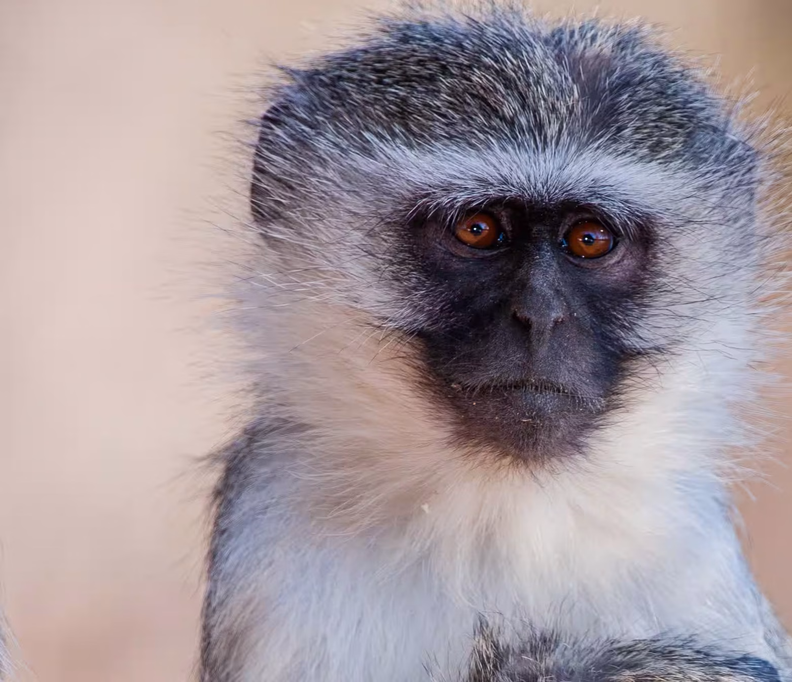 A black-and-white colobus monkey in the forest canopy - 2400x1350