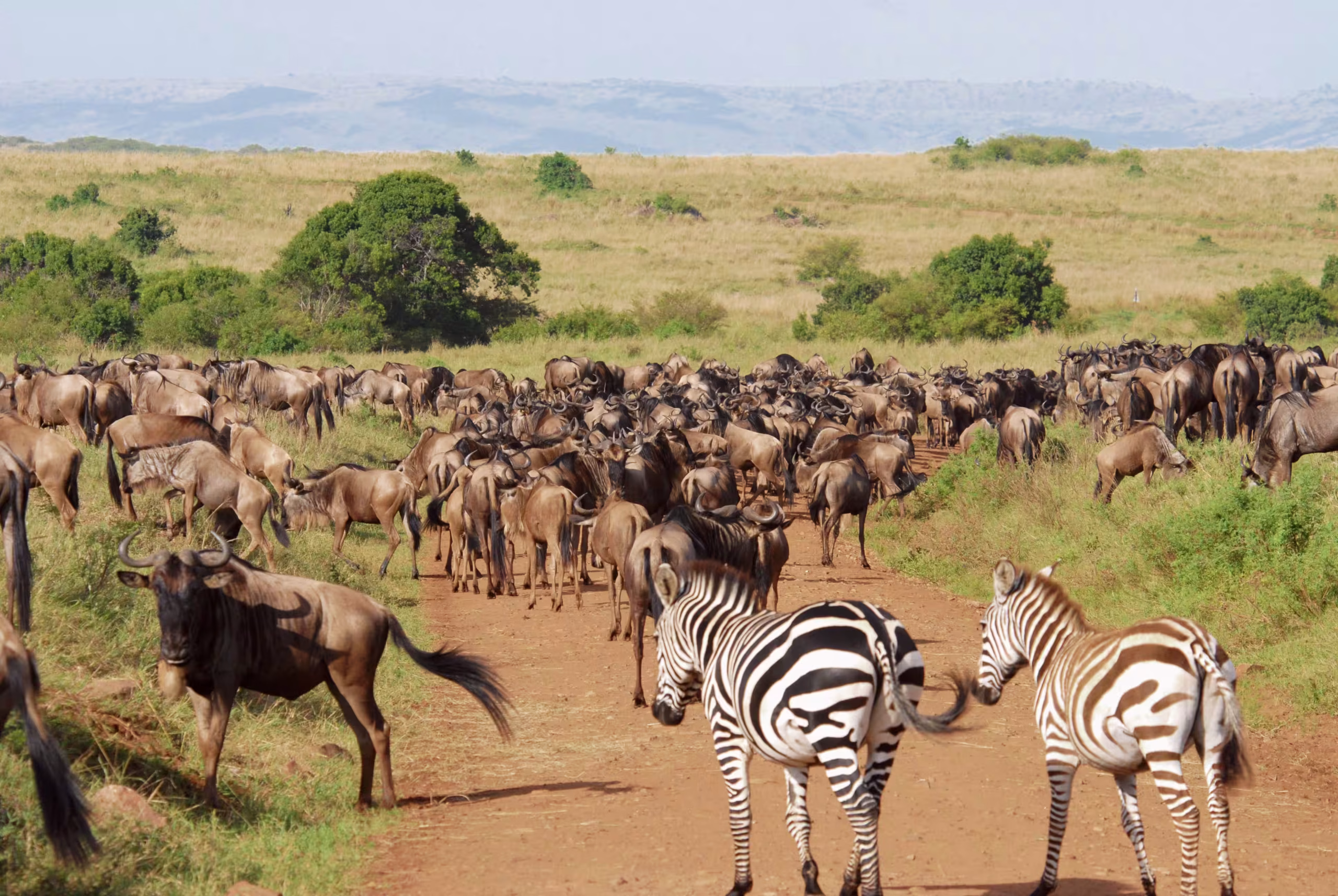 Walking Safaris - 2400x1500