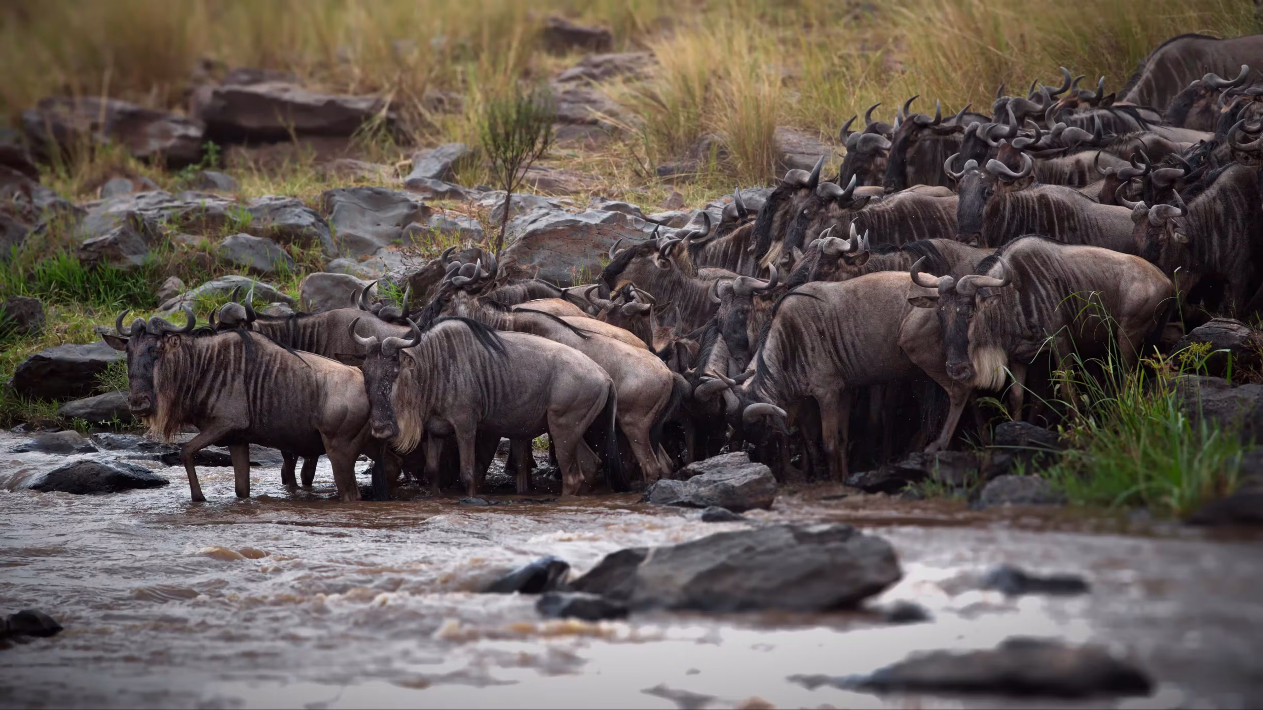 The Southern Wilderness - Ruaha National Park - 1200x900