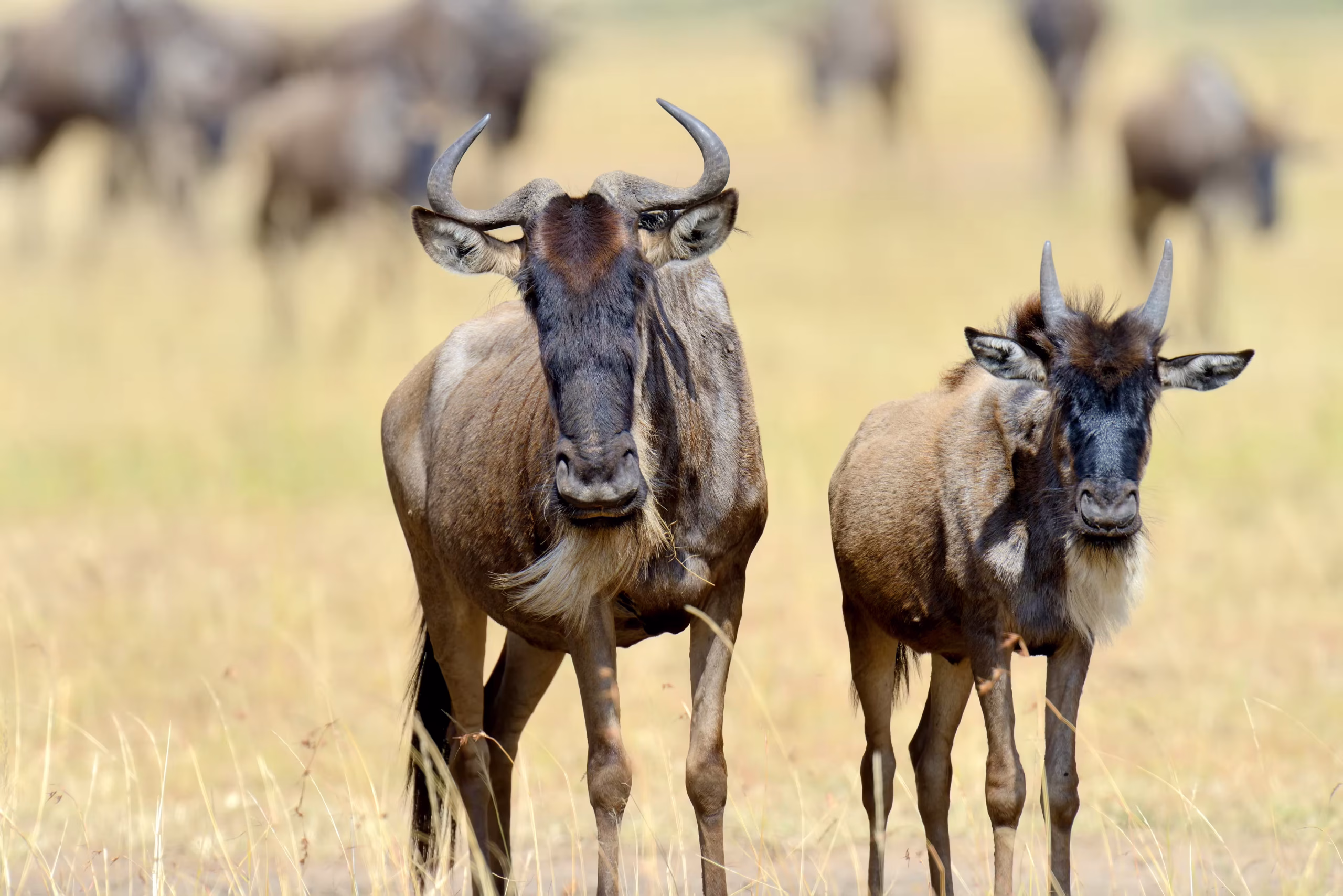 Walking Safaris in Tanzania - 2400x1350