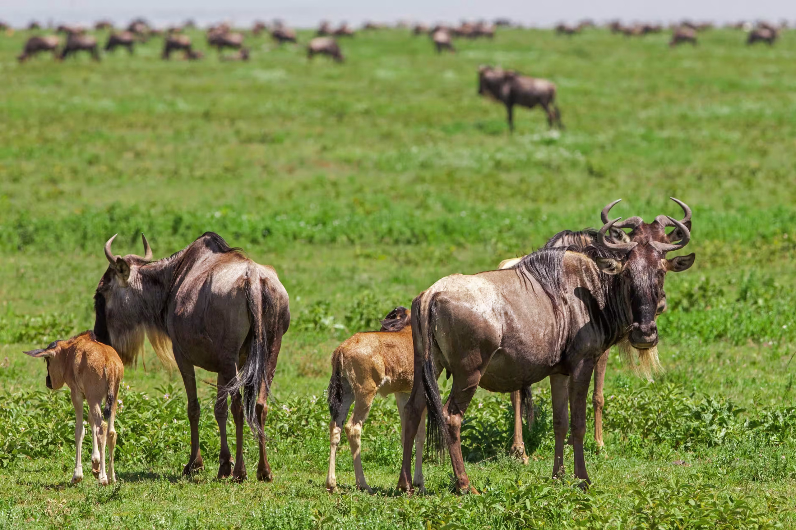 4-Day Fly-In Fly-Out Calving Season — 1400×960